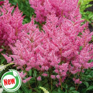 Perfect Day Astilbe Thumbnail